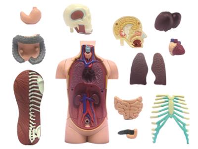 Объемная анатомическая модель Торс человека