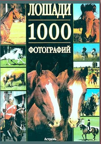 Лошади
Лошади