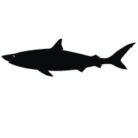 Подарок Интерьерная наклейка для мела Акула Шура большая