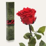фото Долгосвежая роза Алый Рубин в подарочной упаковке #2