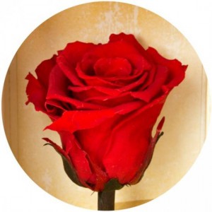 фото Долгосвежая роза Алый Рубин в подарочной упаковке #3