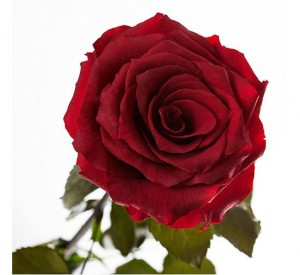 Подарок Долгосвежая роза Багровый Гранат в подарочной упаковке