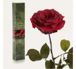 фото Долгосвежая роза Багровый Гранат в подарочной упаковке #3