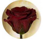 фото Долгосвежая роза Багровый Гранат в подарочной упаковке #4