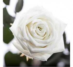 Подарок Долгосвежая роза Белый Бриллиант в подарочной упаковке