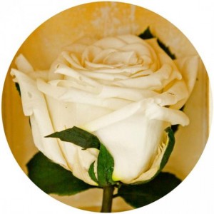 фото Долгосвежая роза Белый Бриллиант в подарочной упаковке #3