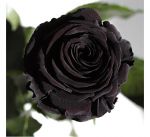 Подарок Долгосвежая роза Черный Бриллиант в подарочной упаковке