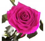 Подарок Долгосвежая роза Малиновый Родолит в подарочной упаковке
