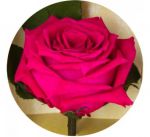 фото Долгосвежая роза Малиновый Родолит в подарочной упаковке #3