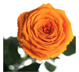 Подарок Долгосвежая роза Оранжевый Цитрин в подарочной упаковке