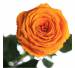 Подарок Долгосвежая роза Оранжевый Цитрин в подарочной упаковке