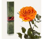фото Долгосвежая роза Оранжевый Цитрин в подарочной упаковке #2