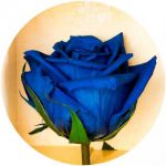 фото Долгосвежая роза Синий Сапфир в подарочной упаковке #3