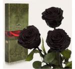 Подарок Три долгосвежие розы Черный Бриллиант в подарочной упаковке