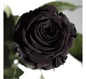 фото Три долгосвежие розы Черный Бриллиант в подарочной упаковке #2