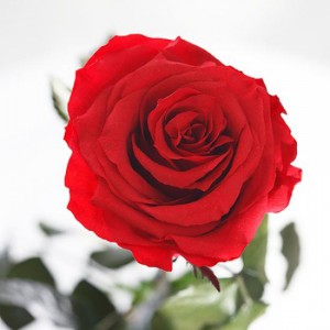 фото Три долгосвежих розы Алый Рубин в подарочной упаковке #2