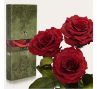 Подарок Три долгосвежих розы Багровый Гранат в подарочной упаковке