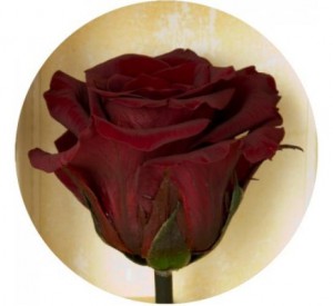 фото Три долгосвежих розы Багровый Гранат в подарочной упаковке #3