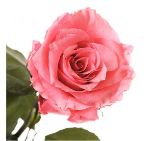 фото Три долгосвежих розы Розовый Кварц в подарочной упаковке #2