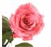 фото Три долгосвежих розы Розовый Кварц в подарочной упаковке #2