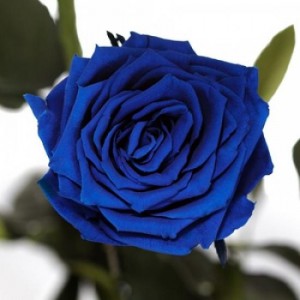 фото Три долгосвежих розы Синий Сапфир в подарочной упаковке #2