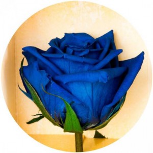 фото Три долгосвежих розы Синий Сапфир в подарочной упаковке #3