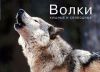 Книга Волки. Хищные и свободные