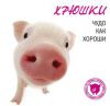 Книга Хрюшки. Чудо как хороши