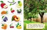 фото страниц Овощи, фрукты, ягоды #3