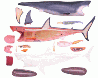 Объемная анатомическая модель 'Большая белая акула'