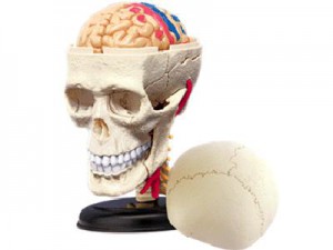 фото Объемная анатомическая модель 'Черепно-мозговая коробка человека' #2