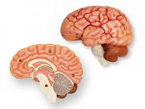 фото Объемная анатомическая модель 'Черепно-мозговая коробка человека' #3