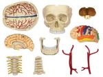 фото Объемная анатомическая модель 'Черепно-мозговая коробка человека' #4