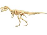 фото Объемная анатомическая модель 'Динозавр Тираннозавр' #2