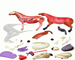 фото Объемная анатомическая модель 'Лошадь' #4