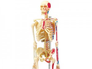 фото Объемная анатомическая модель 'Скелет человека' #3