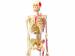 фото Объемная анатомическая модель 'Скелет человека' #3
