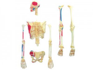фото Объемная анатомическая модель 'Скелет человека' #4
