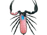фото Объемная анатомическая модель 'Скорпион' #4