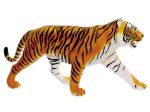 фото Объемная анатомическая модель 'Тигр' #2