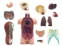 Объемная анатомическая модель 'Торс человека'