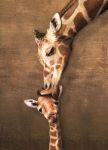 фото Пазл 'Жирафы - материнский поцелуй' #2