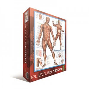 Пазл EuroGraphics 'Мышцы человека' (6000-2015)