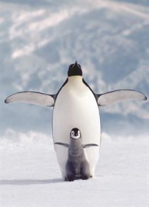 фото Пазл 'Пингвин с пингвиненком' #3