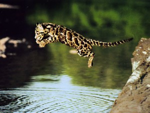 фото страниц Самые уникальные заповедники мира #3