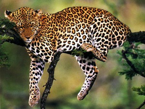 фото страниц Самые уникальные заповедники мира #4