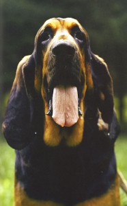 фото страниц Собака. Руководство по уходу #2