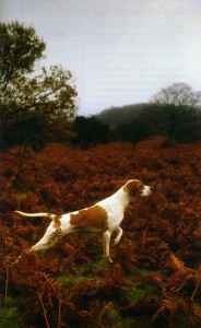 фото страниц Собака. Руководство по уходу #3