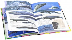 фото страниц Животные всего мира. От больших до маленьких #2