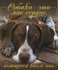 Книга Собака - это мое сердце, бьющееся возле ног